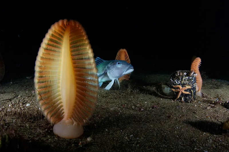 A blue cod and sea pens, a unique type of cnidarian, speckle the seafloor in New Zealand's Fiordland region.