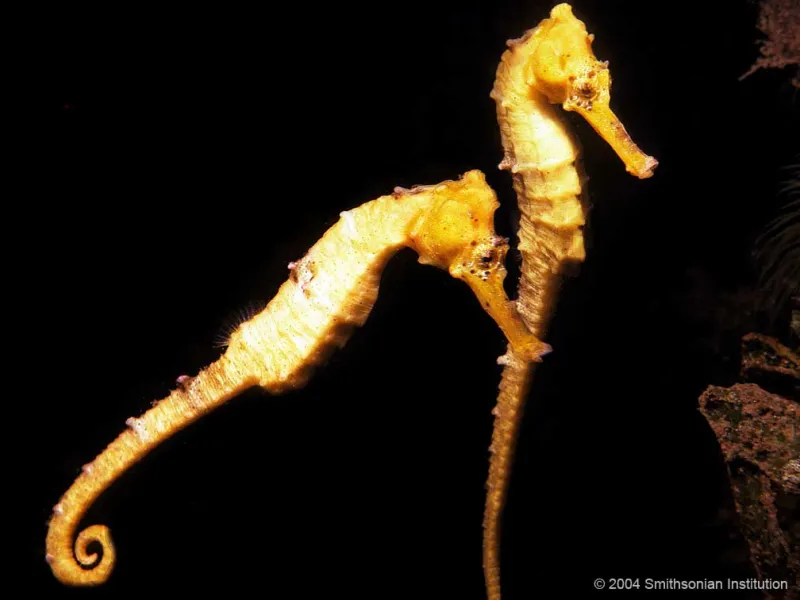 Two longsnout seahorses underwater.