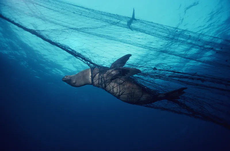 Giant drift nets, placed around the world’s oceans to catch commercial fish species, kill non-commercial animals just as efficiently, often taking far more of the latter for every useable species ensnared.