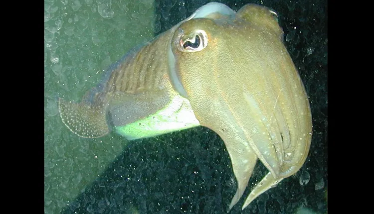 S. pharaonis. Photographed in an aquarium at the visitor's center for the Hatfield Marine Science Center at Oregon State University.