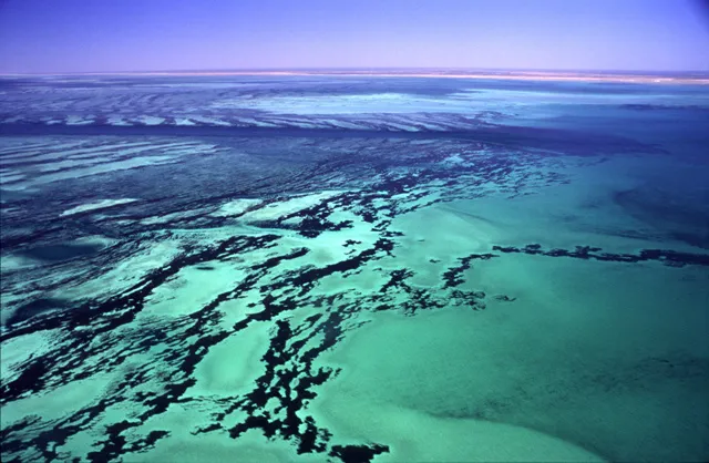 The Shark Bay site in Australia was inscribed on the World Heritage List in 1991. The site is home to the world's richest and largest sea-grass beds; five species of endangered marine mammals, including dugongs (Dugong dugon), which feed on the grass; and 