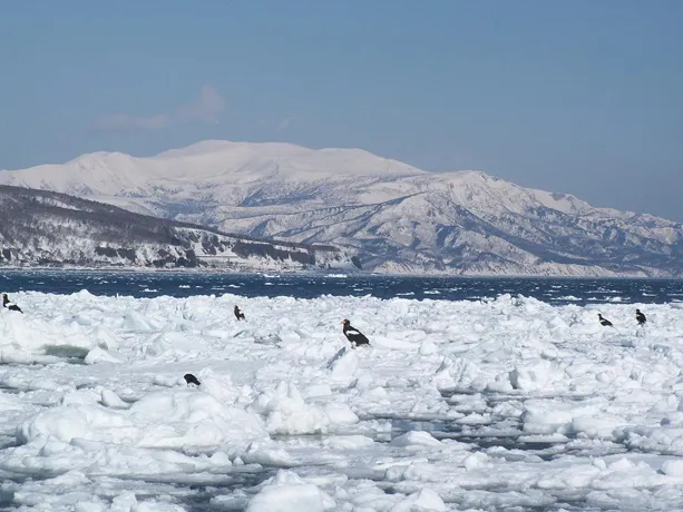 Steller's sea eagles, a threatened species, gather on sea ice at the Shiretoko Peninsula in Japan.