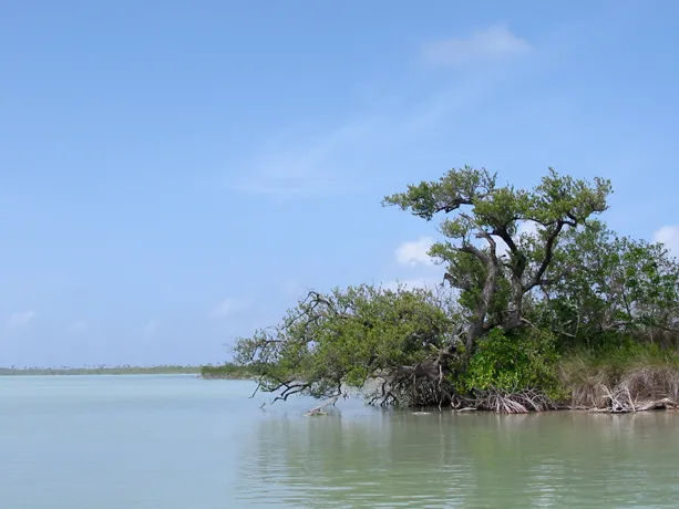 The Sian Ka'an site in Mexico was inscribed on the World Heritage List in 1987. The site's name means "Origin of the Sky" in Mayan and contains tropical forests, mangroves, and marshes, as well as a large marine area intersected by the Caribbean Barrier Re