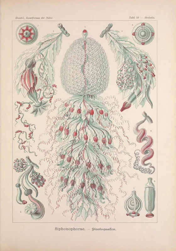 The siphonophores are an order of marine animals in the phylum Cnidaria (the same phylum containing jellyfish). 