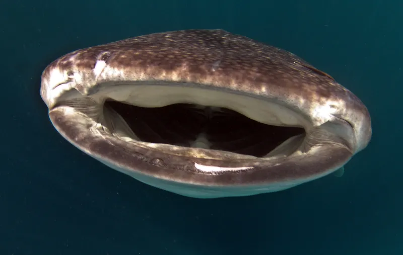 A look into a whale shark mouth. A look into a whale shark mouth.