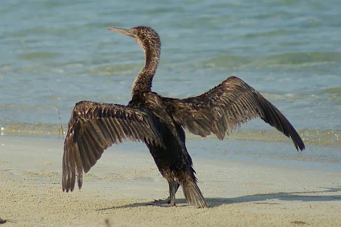A Socotra cormorant dries its wings on the shore at the&nbsp;Socotra Archipelago in Yemen.