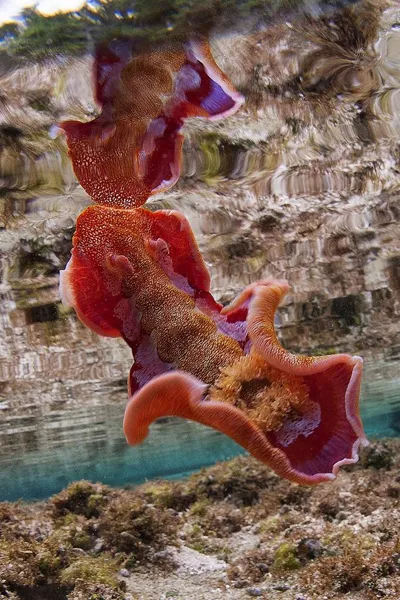 The spanish dancer is one of the largest species and best swimmers of the nudibranchs.