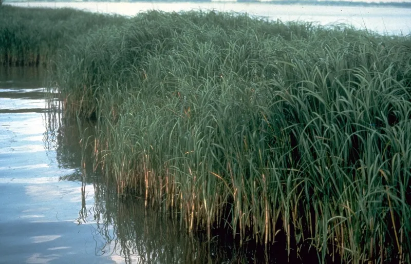 marsh grass by the coast