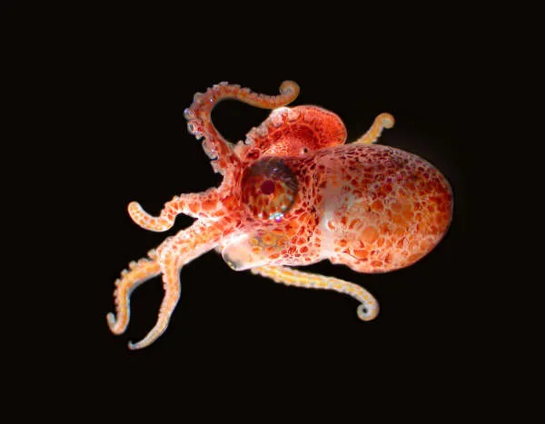 A beautiful larval (baby) octopus collected during a research cruise near Florida.