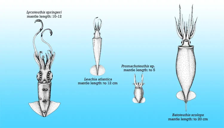 Squid size comparison chart: Lycoteuthis springeri (10-12cm), Leachia atlantica (up to 12cm), Promachoteuthis sp. (up to 5cm), Batoteuthis scolops (up to 20cm).