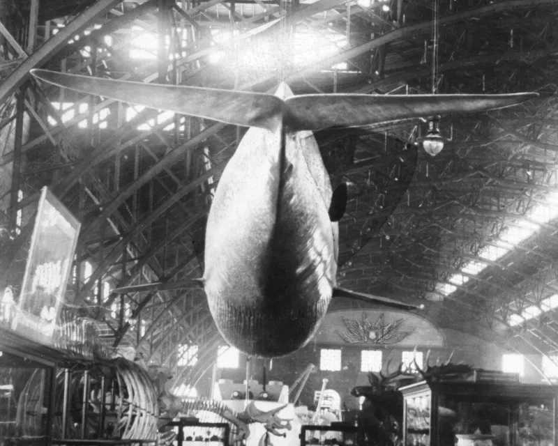 the view of a whale cast from the tail end