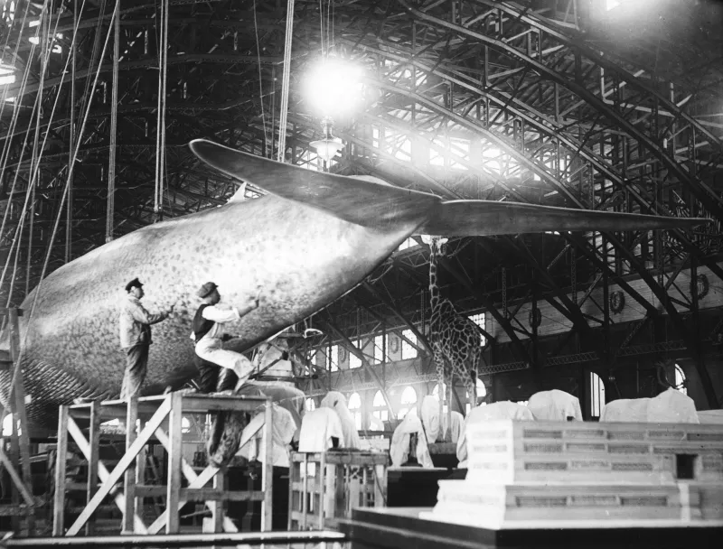 workers work on the blue whale cast