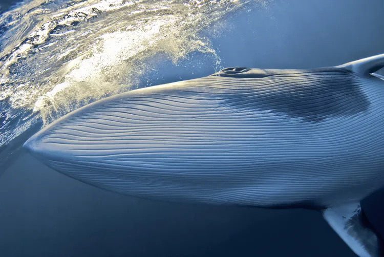 “Moments after its eyes emerged from the water for a ‘spy hop,’ this whale slowly descended in my direction and came as close as six feet before it dove away.” -- Nature's Best photographer, Steffen Binke.Equipment Used to Capture the Shot: Niko
