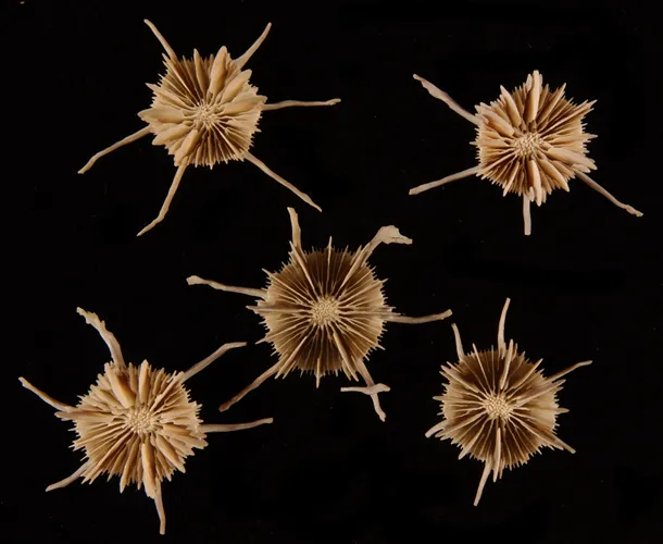 Stephanocyathus (A.) spiniger, a solitary, deep-water stony coral species, has six long spines that slow it from sinking into soft substrates.