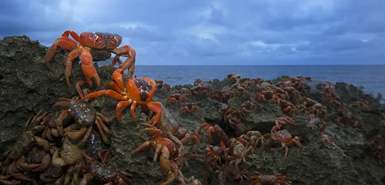 “The largest land migration of any animal on Earth, as many as 120 million crabs carpet the island in red as they move from the rain forest to the coast.” -- Nature's Best photographer, Stephen Belcher.Equipment Used to Capture the Shot:   Canon EOS-1D