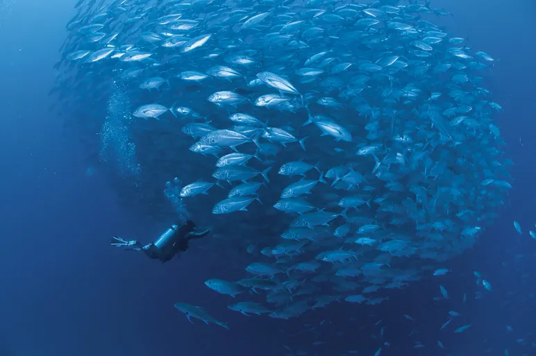 An underwater photo of a school of jacks and a scuba diver