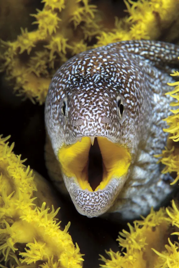 An underwater photo of a yellow-mouth moray eel. 
