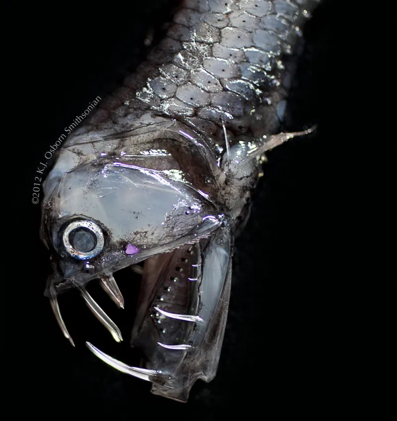 Known as “viperfish”, these cryptic fish use their giant teeth to prey on other fish and can grow to be 2 feet long (24 inches).