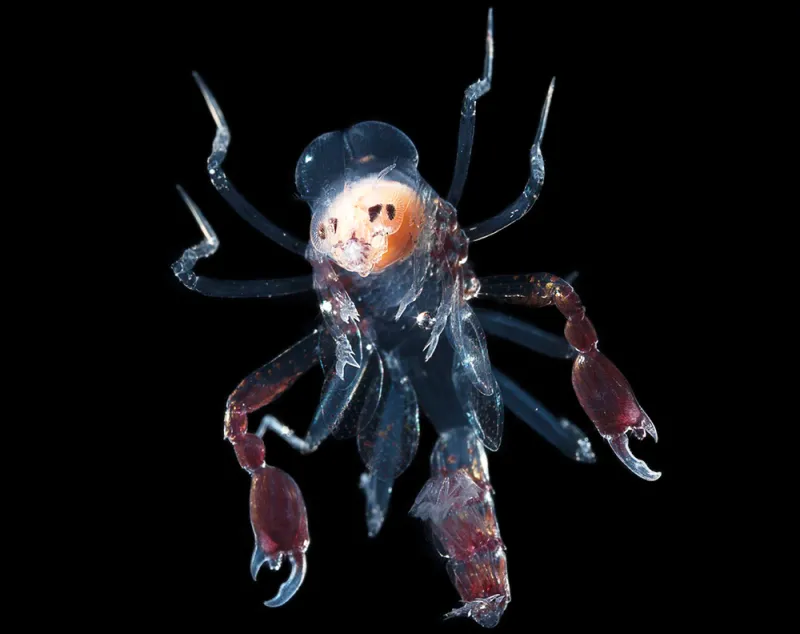 A planktonic amphipod, the Phronima A phronima amphipod