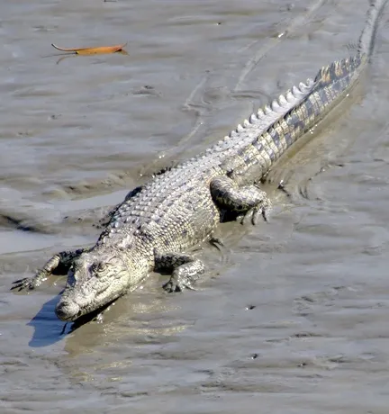 A crocodile sits in water at Sundarbans National Park in India. 