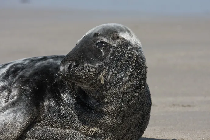 A gray seal on the shores of Surtsey, Iceland.