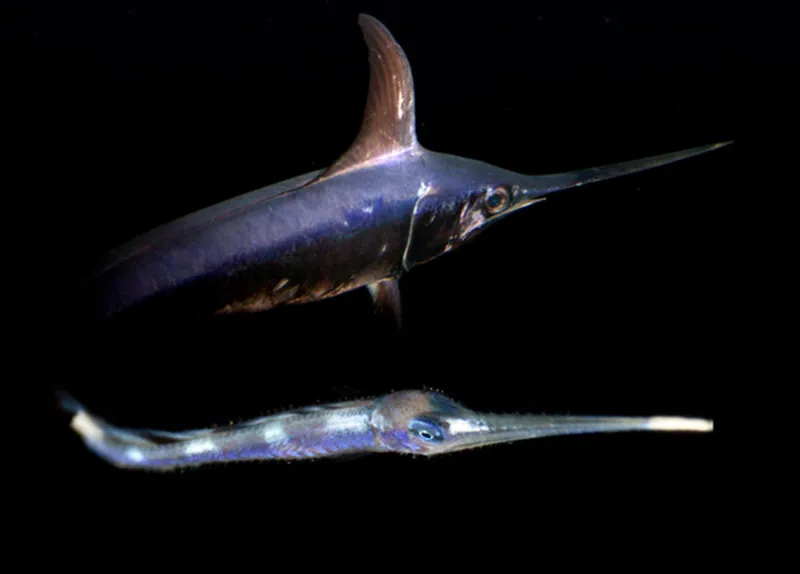 a juvenile swordfish next to an adult