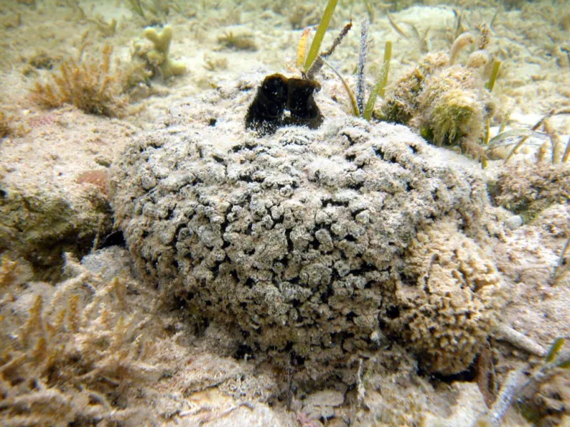 Many medicines were based on a chemical from the sea sponge Tectitethya crypta.
