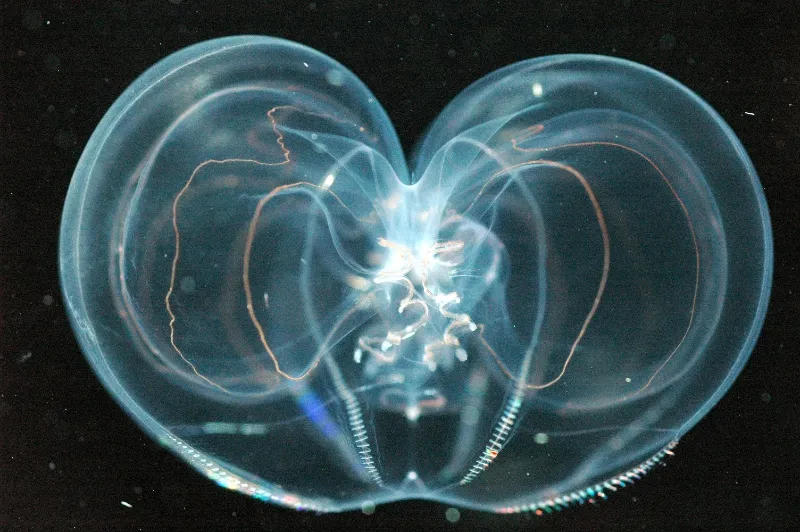 A transparent ctenophore in dark water. 