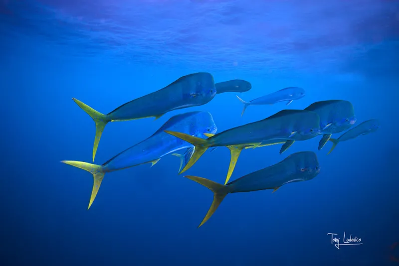 A school of mahi mahi. 