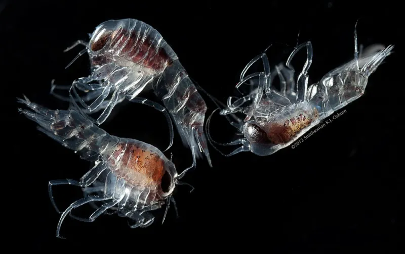 Three hyperiids, each with two large eyes and red body showing through their translucent bodies.
