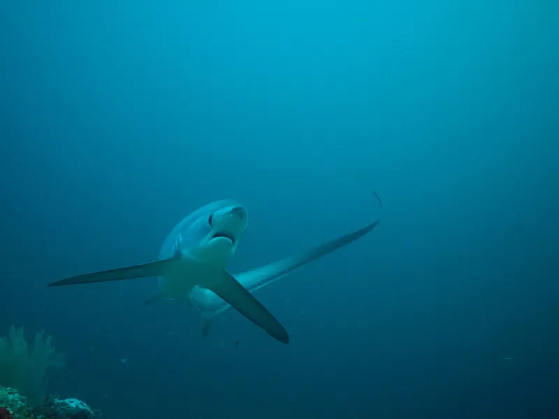 A thresher shark uses its unusual tail fin for swimming and hunting.