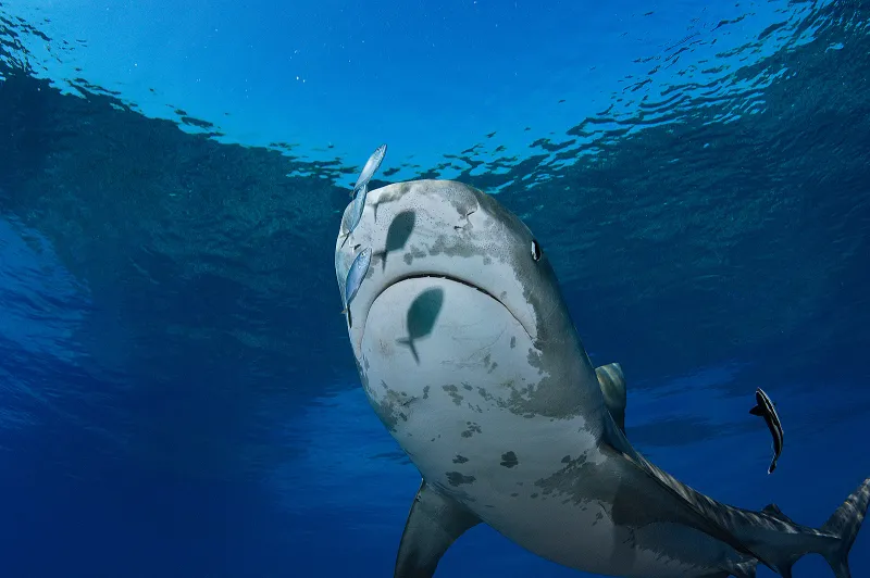Three bar jacks and a female tiger shark swim through the ocean off the coast of the Bahamas.