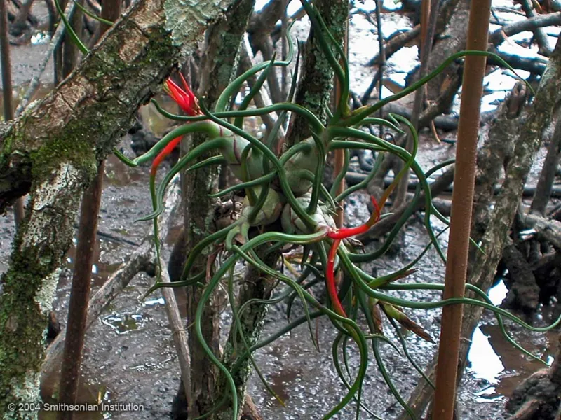 A beautiful bromeliad blooms among the mud and roots of a mangrove swamp.