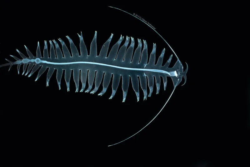 A clear tomoptorid with many leg-like parapodia photographed on a black background. 