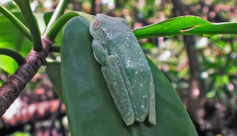 Flattened against a leaf, a tree frog blends right in with the mangroves.