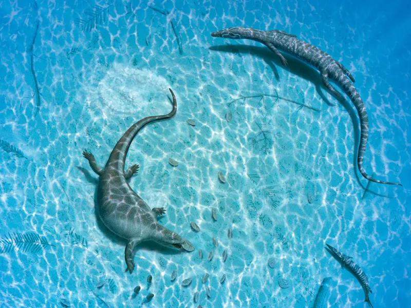 several marine reptiles swim in the shallows