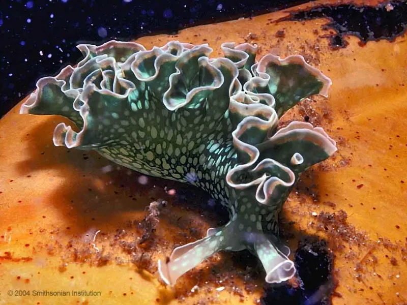 Photograph of a green sea slug, with white polka-dot-like markings and white-edged ruffly structures along the length of its back.