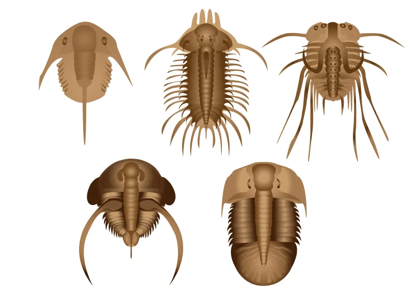 many different trilobites