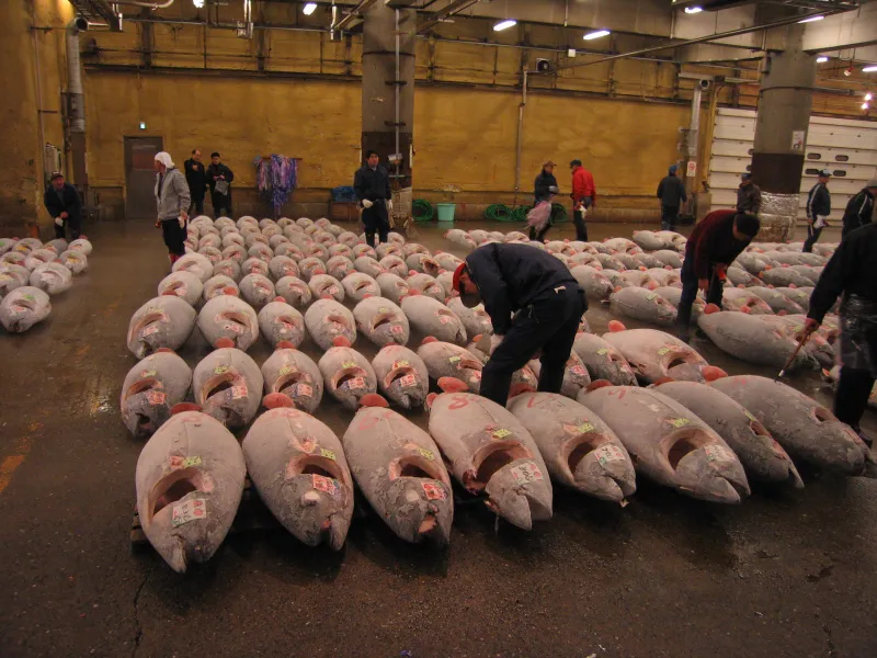 Tuna in a warehouse waiting to be sold at market.