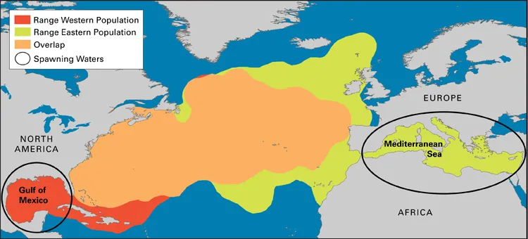 Map showing the range of the eastern and western populations of Atlantic bluefin tuna and their spawning grounds in the Gulf of Mexico and the Mediterranean Sea.