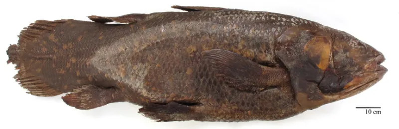 a coelacanth fish specimen