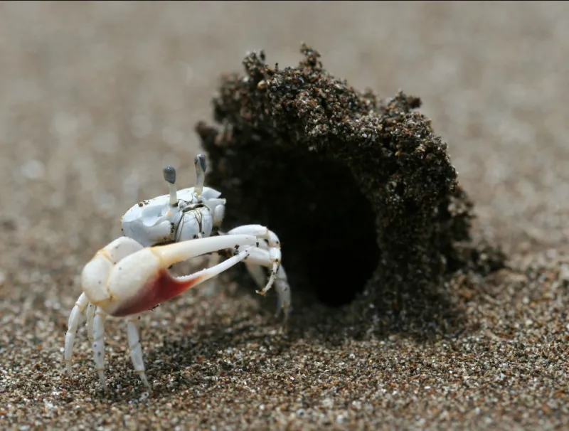 This male dancing fiddler crab (Uca terpsichores) has built a sand “hood” at the entrance to his burrow, which he hopes will attract females to his humble abode—as if that big beautiful claw of his weren't enough!