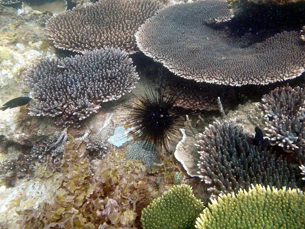 The coral reefs of Ujung Kulon National Park in Indonesia, a World Heritage site, are dominated by a small number of coral species and support some of the richest fish fauna in the Indonesian archipelago.