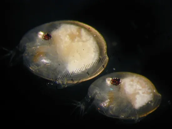 A female (top left) and male Photerus annecohenae. Note that females are larger than males (sexual dimorphism) and that males have bigger eyes.
