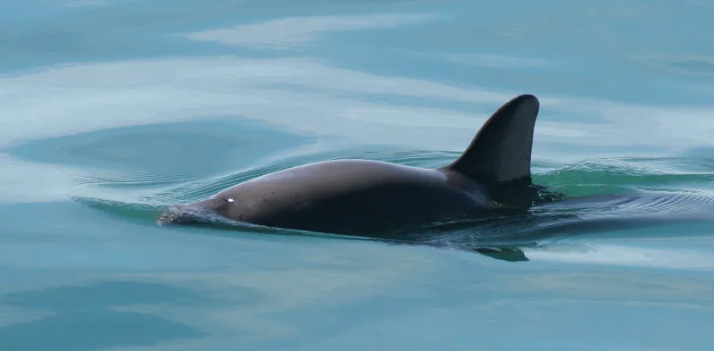 A vaquita swims at the water's surface.