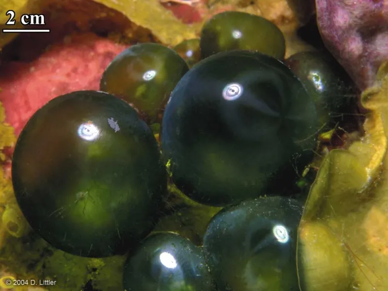Macroscopic Algae (Ventricaria ventricosa)