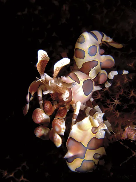 Photo of a harlequin shrimp