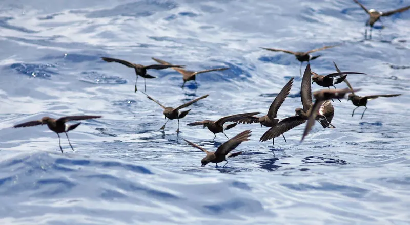 Wilson's Storm Petrels Patter Fishing