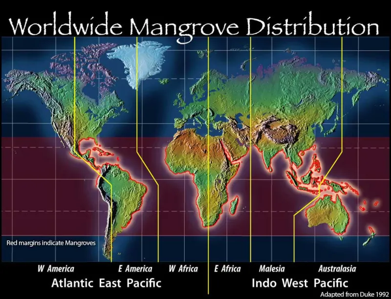 A map showing the global range of mangroves.