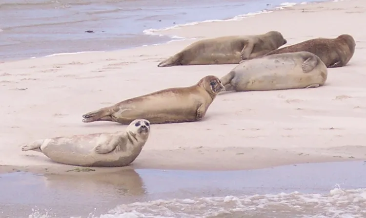 The Wadden Sea site in Germany and the Netherlands was inscribed on the World Heritage List in 2009. It hosts marine mammals, including the harbor seal Phoca vitulina,&nbsp;pictured here.